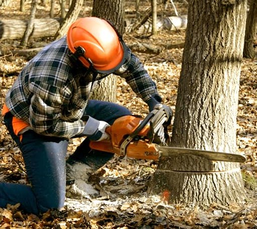 Tree Removal in Fountain Green, UT